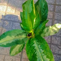 گل وگیاه آپارتمانی اگلونمارسمی