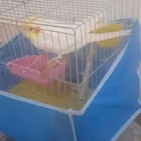 عروس هلندی سخنگو