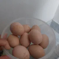 تخم مرغ نژاد دار لاری