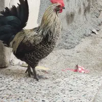 باسلام فروش یک عددخروس ریشی وجوان