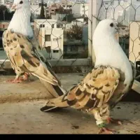 کف زربه