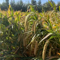 ارزن خوشه ای درجه یک