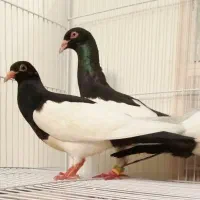 دو تا جوجه یهودی سیاه
