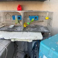 مرغ عشق به شرط جفت نر ماده و جوجه