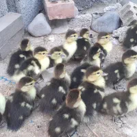 جوجه اسرائیلی برای فروش