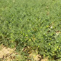 واگذاری زمین نخود جهت دسکنه