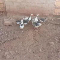 غاز جوان