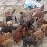 ۱۵عددمرغ ویه دونه خروس