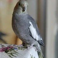 عروس هلندی ماده