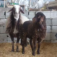 بره گوسفند