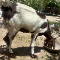 بز پاکستانی نژاد ۳ قلو زا