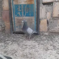سبز‌آلمانی نر