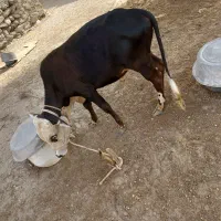 گوساله نرفروشی