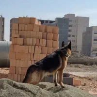 سگ‌ ژرمن ماده