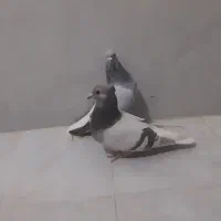 سبز دم سفید شمعک تخت