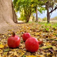 مشاور در زمینه باغبانی و کشاورزی