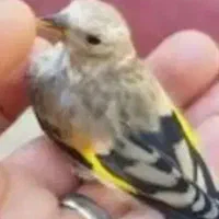 جوجه سهره