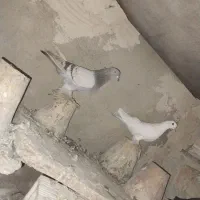 کبوتر ابی|پرنده|تبریز, |دیوار