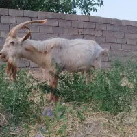 یک راس بز سانن نر اصل