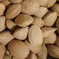 بادام سنگی شیرین و پرچرب بصورت عمده و خرده