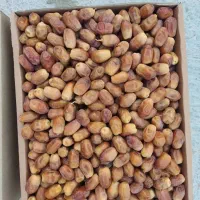 خرما زاهدی  عالی ولوکس