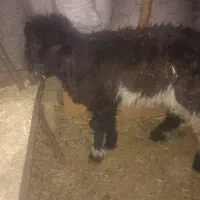 بره
