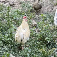 خروس اصل گلین
