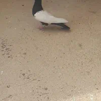 گمشده سینه سیاه