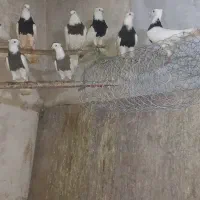 طوقی