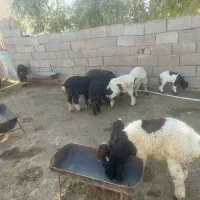 فروش ۵ راس بره نر