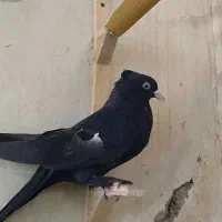 کبوتر سرک و دم سفید