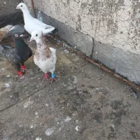 گرفتنی پرشی