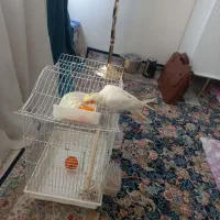عروس هلندی ماده  زیبا و بازیگوش و حرف گوش