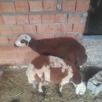 بره نر