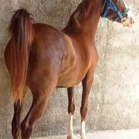 مادیان 4ساله