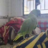 شاه طوطی سن ۱سال ۴۰ماه