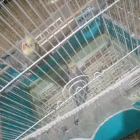 فروشی عروس هلندی