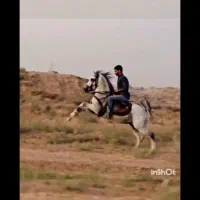 نریان کرد حد سیلمی  زنگ بزن پنج ساعته فروختمش