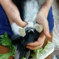 خرگوش کوچلوی ناز و دستی و با نمک