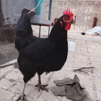 مرغ سیاه