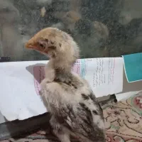 جوجه لاری