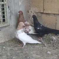 یک جفت کلی با جوجشون