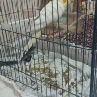 فروش عروس هلند