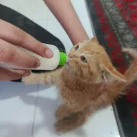 بچه گربه اهلی شیری