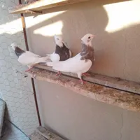 کبوتر طوقی