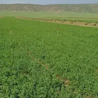 یونجه
