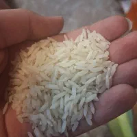 برنج کشت دوم