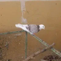 ماده کوکورو.