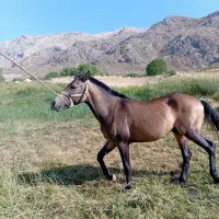 اسب|اسب و تجهیزات اسب‌سواری|اردل, |دیوار