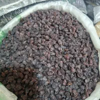 کشمش ملکان، مویز،کاشمر و انواع کشمش آفتابی